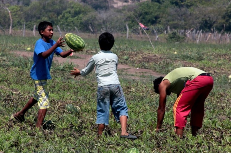 Acusan productores en Veracruz que no han recibido apoyo del gobierno federal ni estatal