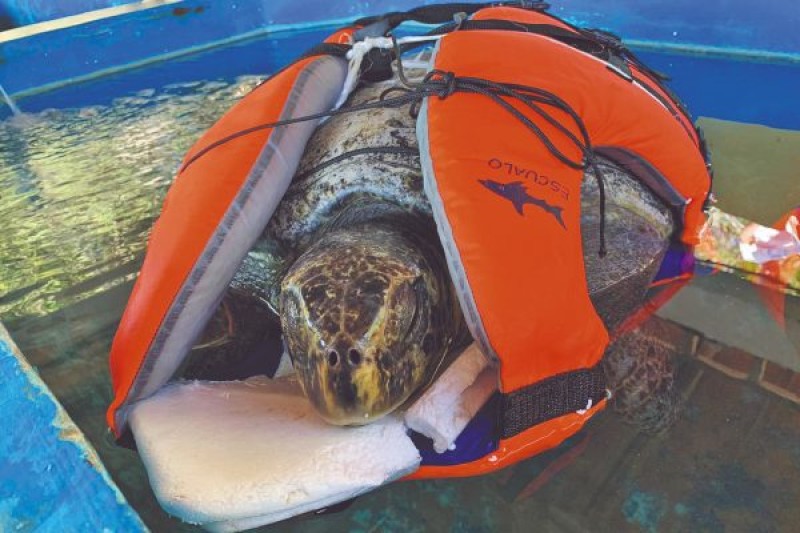 Marea roja provoca muerte de tortugas en Oaxaca