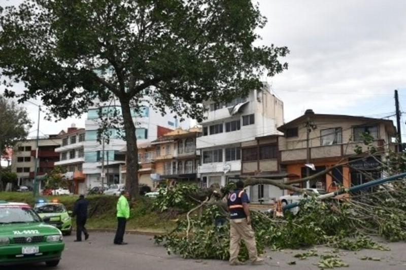 Un total de 65 árboles caídos en Xalapa, Veracruz por viento