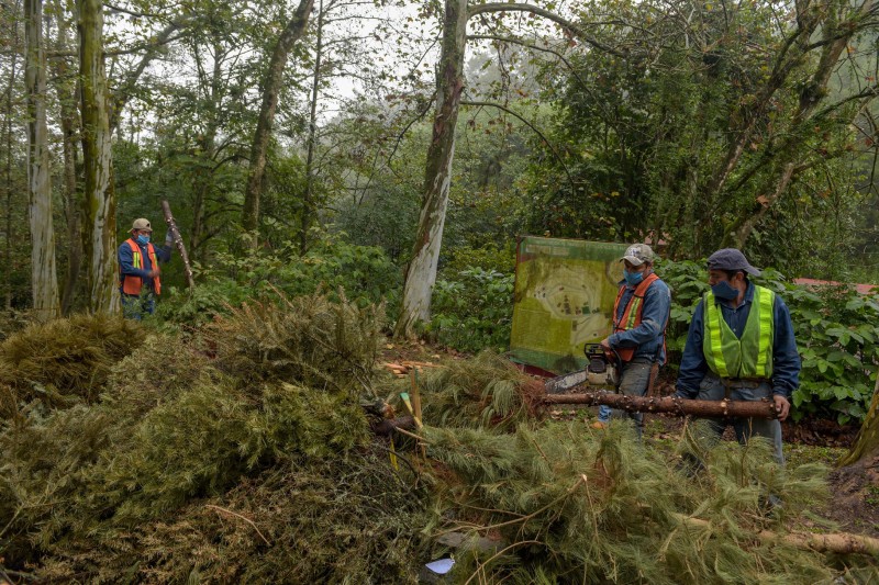 Recolectan más de 250 árboles con la campaña Recicla tu Navidad