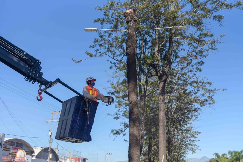 Inicia retiro de árboles muertos en Lázaro Cárdenas, en Xalapa