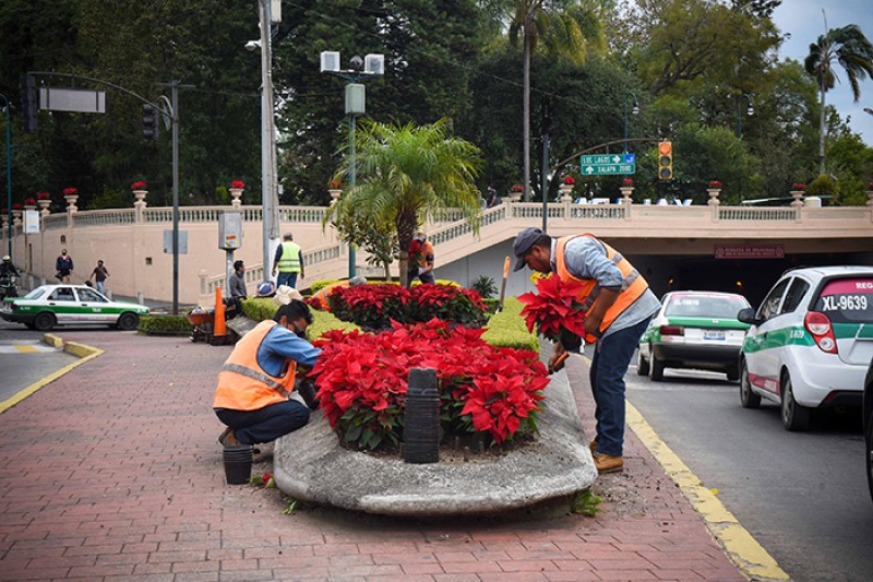 Coloca Ayuntamiento flores de Nochebuena en parques y áreas jardinadas