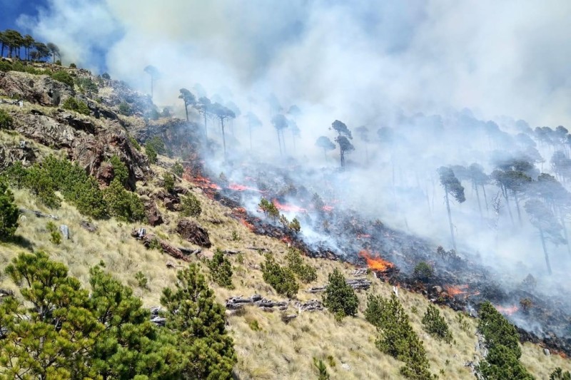 Incendio en Cofre de Perote, Veracruz ha afectado alrededor de 20 hectáreas