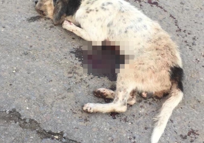 Sujeto mata de un balazo a perrito en Veracruz