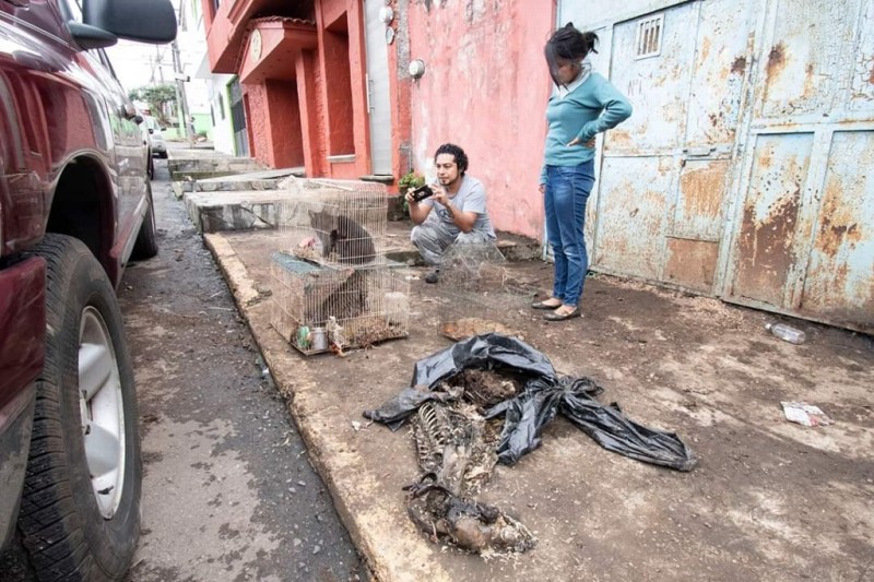 Rescatan a 47 perros y gatos; algunos agusanados, en Córdoba, Veracruz