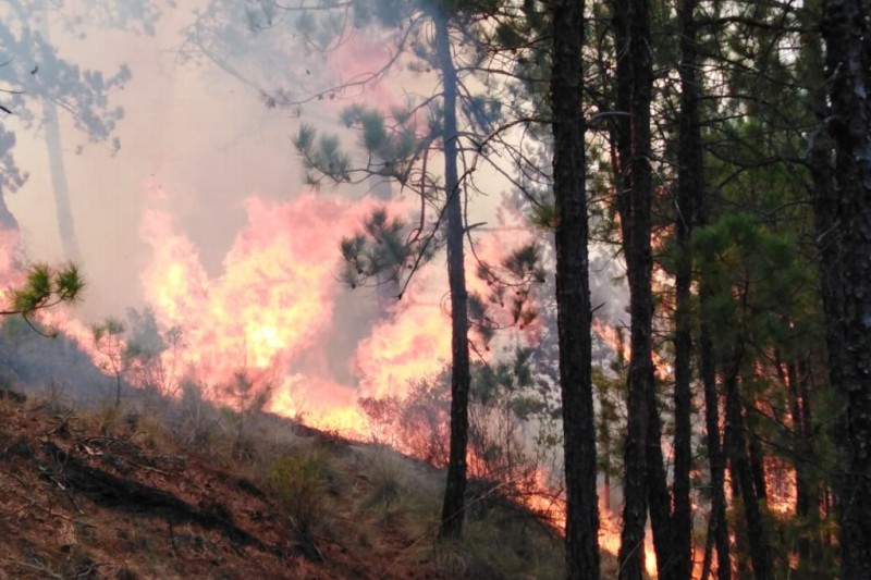 Emiten recomendaciones para evitar incendios forestales en Veracruz