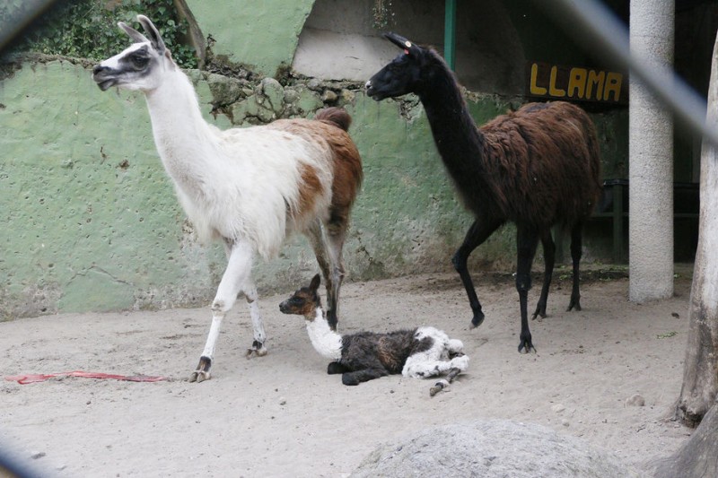 Nació una llama en el zoológico de Orizaba, Veracruz