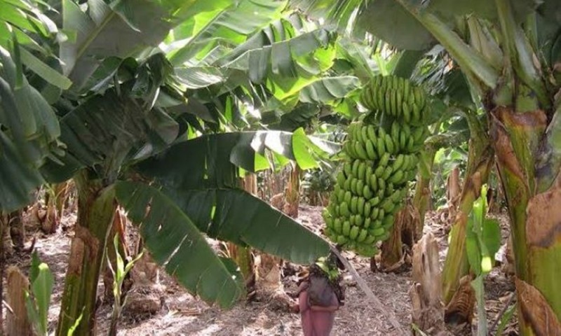 Estudiantes crean platos desechables con la raíz de plátano en Tierra Blanca, Veracruz