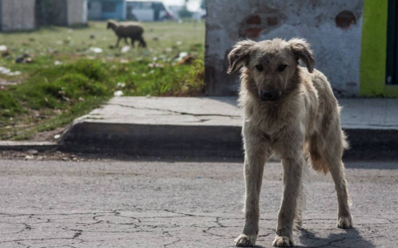 Proponen cárcel de hasta 4 años a quien abandone mascotas