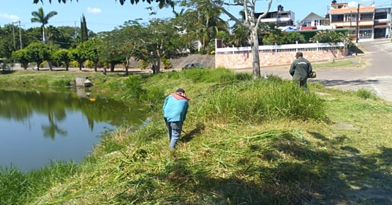 Para evitar proliferación del mosco del dengue, Parques y Jardines intensifica labores