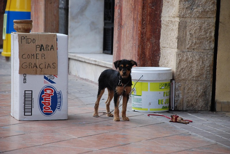 Afirman que en Xalapa se generan hasta 50 quejas diarias por maltrato animal