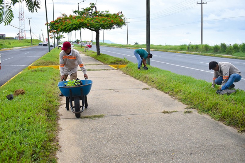 Reforesta Gobierno Municipal de Coatzacoalcos 5 kilómetros de la Avenida Universidad.