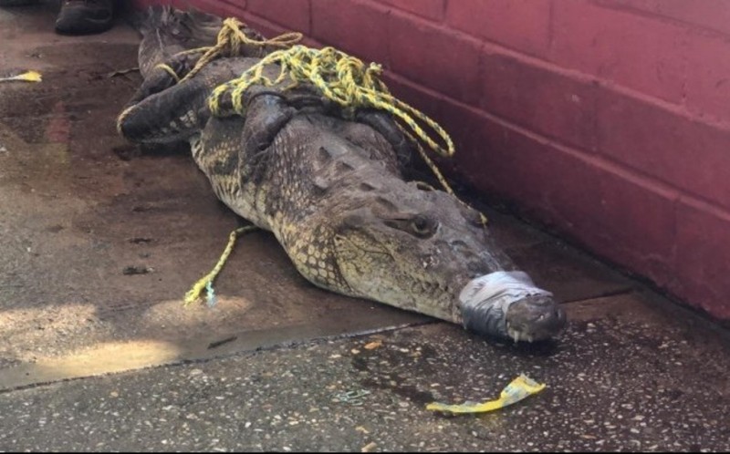 Invasión de cocodrilos en Coatzacoalcos es por busca de alimentos: Oceanógrafo