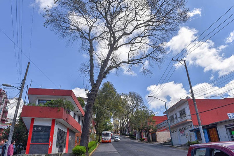 Por prevención se retirarán árboles en mal estado de la ciudad de Xalapa