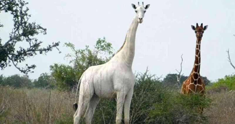 Sólo queda una jirafa blanca en el mundo; lleva GPS para protegerla